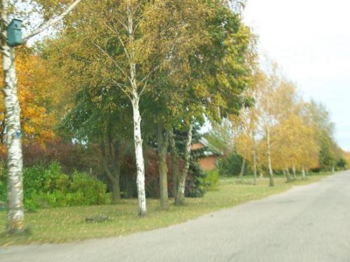 Buntes Herbstlaub (100_0257.JPG) wird geladen. Eindrucksvolle Fotos aus Lettland erwarten Sie.